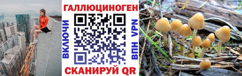 где купить   Новосокольники  Псилоцибиновые грибы мицелий 